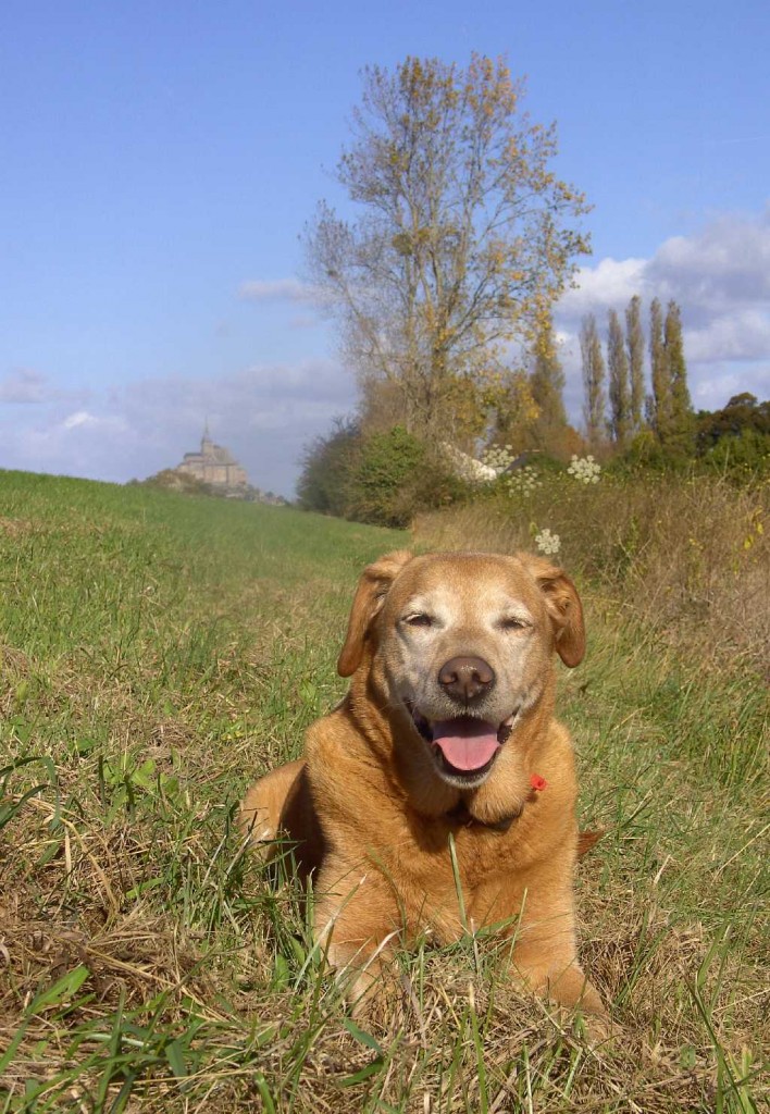 My dog Tess near Mont St Michel Normandy in France Tess on Holiday in France
