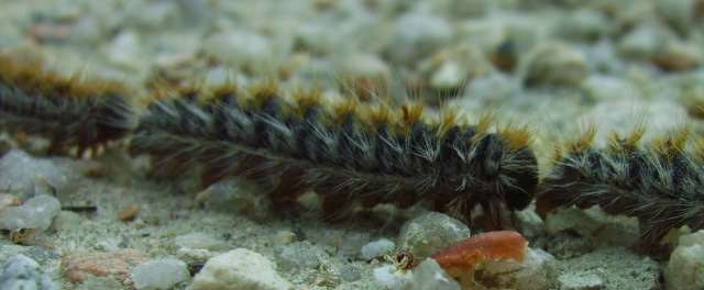 Photo of Killer Pine Processionary Caterpillars Processionary catterpillars on the move
