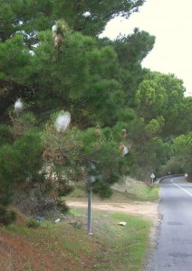 Processionary catterpillar nests in a tree in Portugal