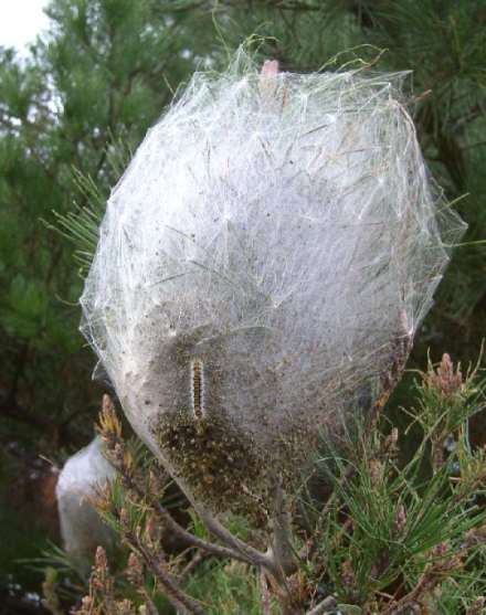 Picture Pine Processionary Caterpillar Nest in Portugal Killer Processionary Caterpillars live in nest like this.