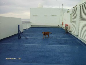 My dog Tess enjoying a Santander to Portsmouth ferry crossing