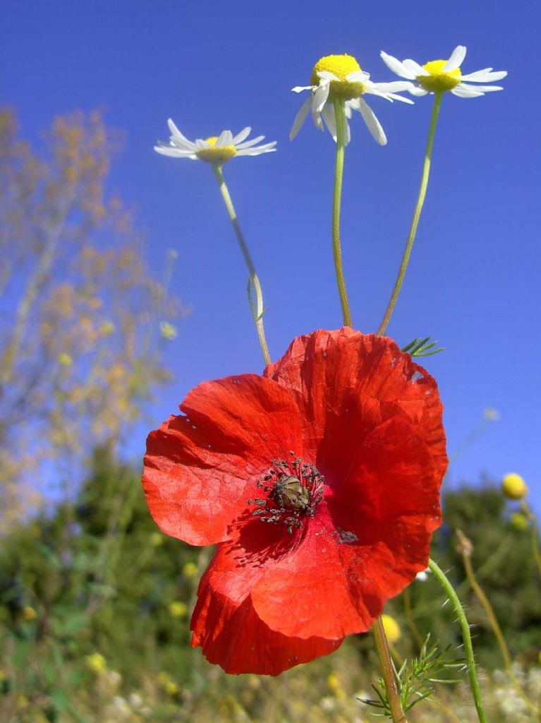 Poppy and Daisy in France