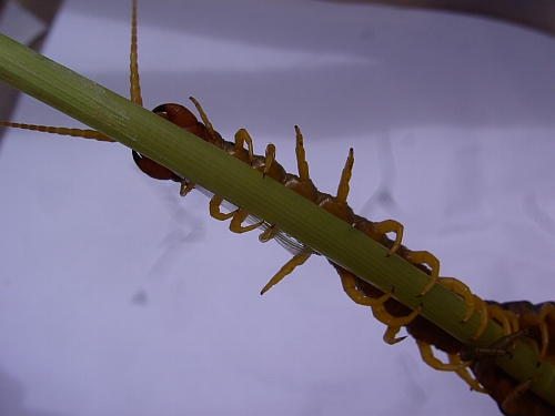 Megarian Banded Centipede Megarian Banded Centipede