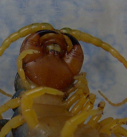 Megarian Banded Centipede in Portugal Megarian Banded Centipede showing claws and mouth parts