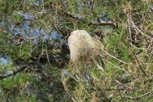 Pine Processionary Caterpillar nest Montellano South Spain