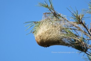 Photo of Pine Processionary Caterpillar nest Montellano 4